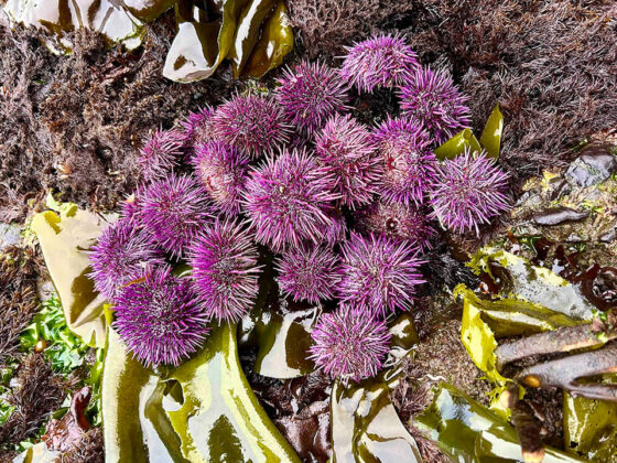 Mendocino Coast Purple Urchin Festival