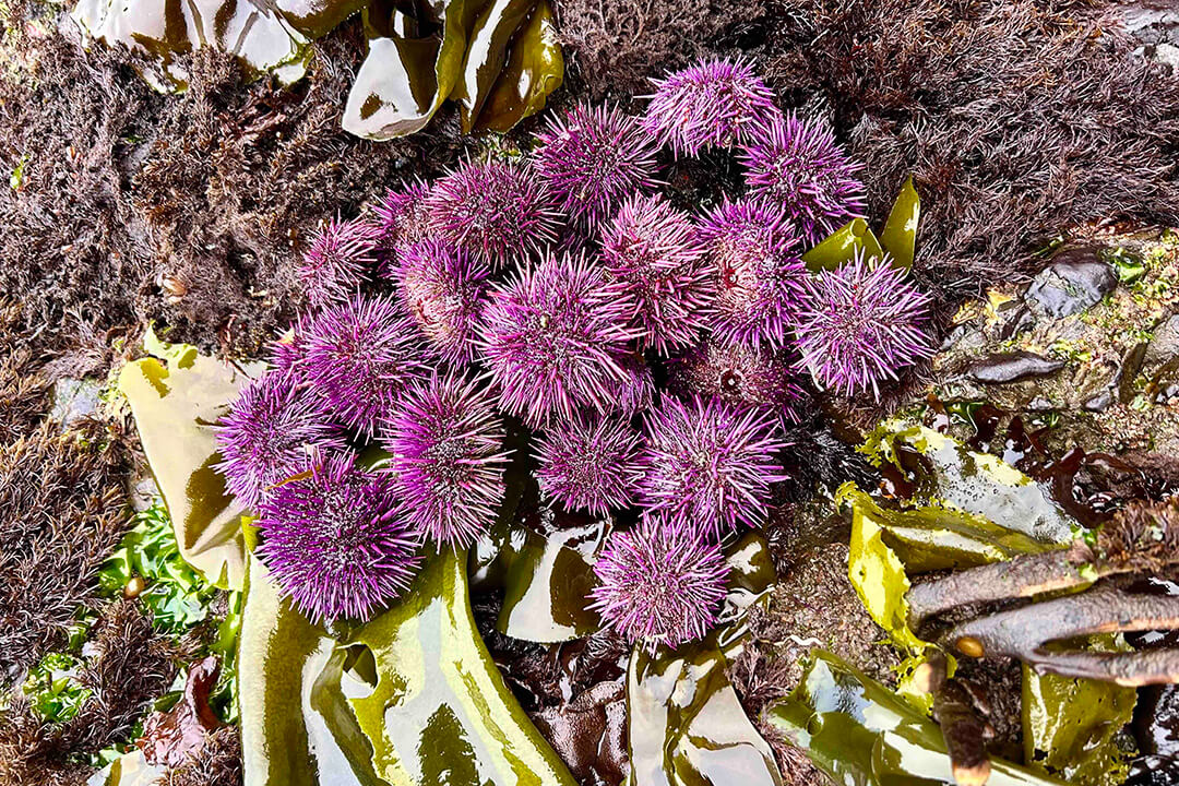Mendocino Coast Purple Urchin Festival